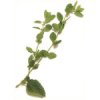 Clary Sage (salvea Sclarea) Pure Essential Oil
